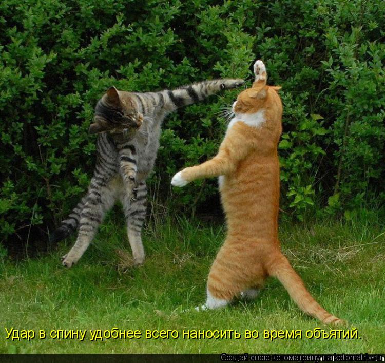 Котоматрица: Удар в спину удобнее всего наносить во время объятий.