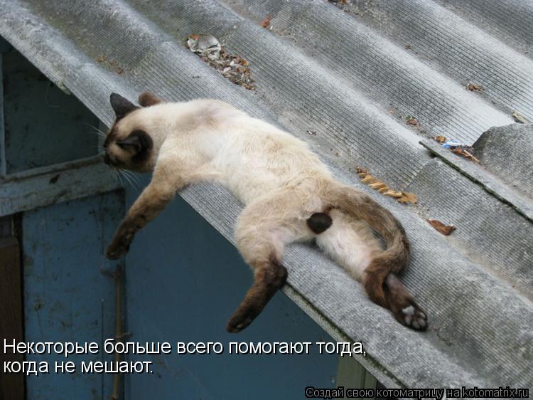 Котоматрица: Некоторые больше всего помогают тогда, когда не мешают.