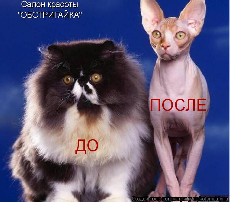 Котоматрица: Салон красоты  "ОБСТРИГАЙКА" ДО ПОСЛЕ