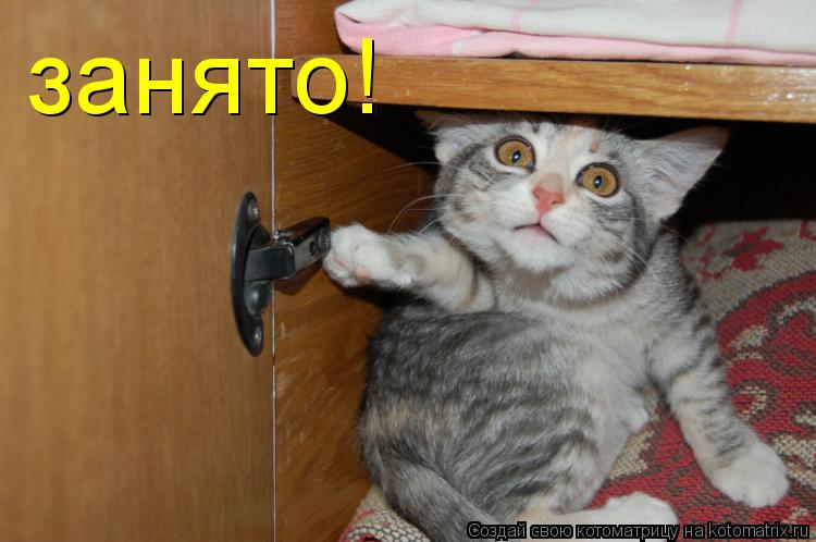 Котоматрица: занято!