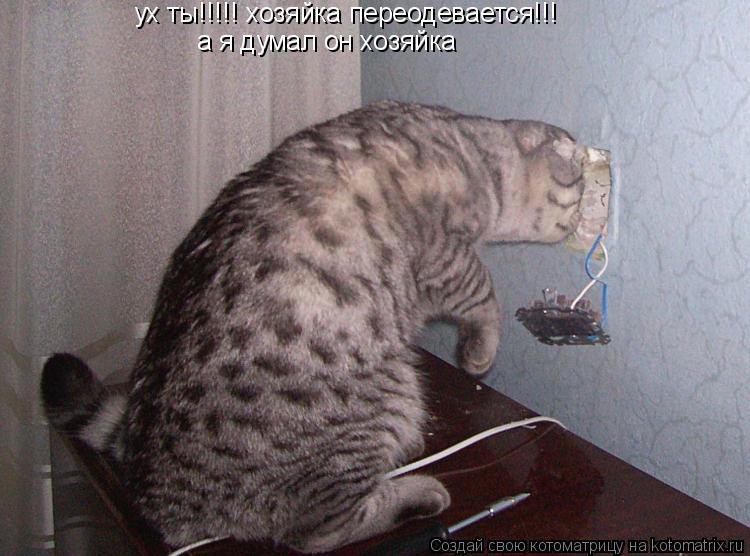 Котоматрица: ух ты!!!!! хозяйка переодевается!!! а я думал он хозяйка