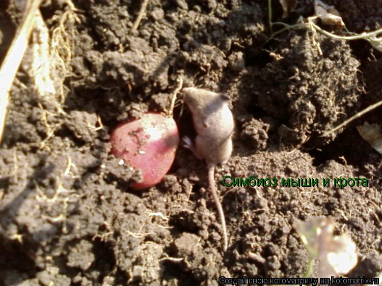 Котоматрица: Симбиоз мыши и крота