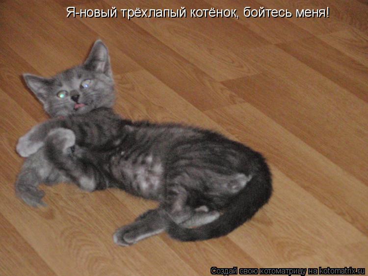 Котоматрица: Я-новый трёхлапый котёнок, бойтесь меня!