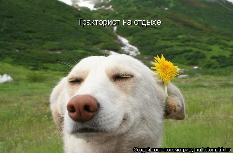 Котоматрица: Тракторист на отдыхе