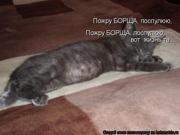 Котоматрица: Пожру БОРЩА, поспулюю, Пожру БОРЩА, поспулюю, вот  жизнь та...