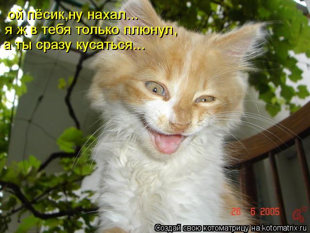Котоматрица: ой пёсик,ну нахал... я ж в тебя только плюнул, а ты сразу кусаться...