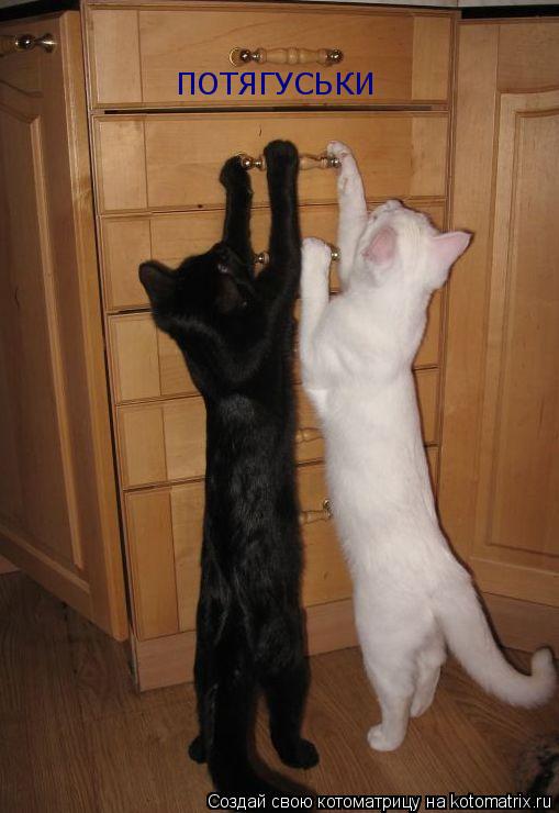 Котоматрица: ПОТЯГУСЬКИ