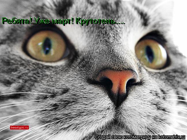 Котоматрица: Ребята! Уже март! Крутотень.... Ребята! Уже март! Крутотень....