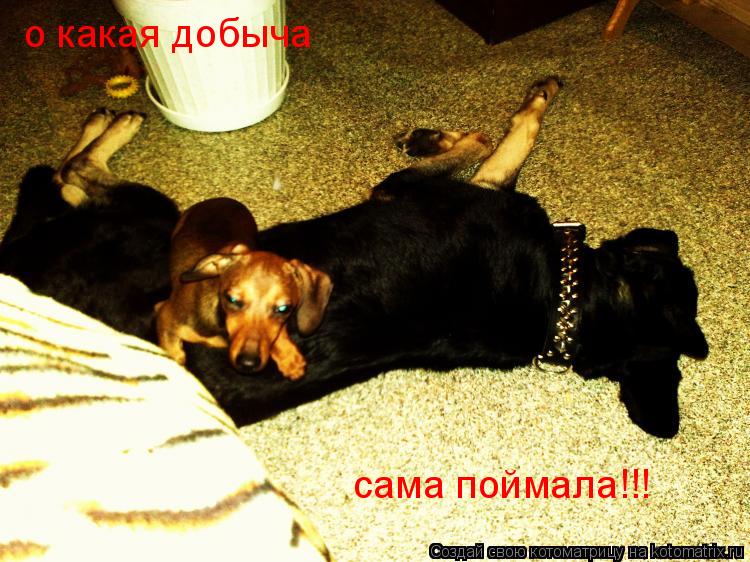 Котоматрица: о какая добыча сама поймала!!!