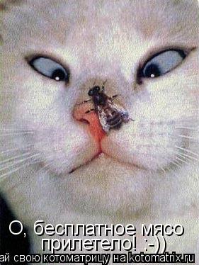 Котоматрица: О, бесплатное мясо прилетело! :- прилетело! :-))