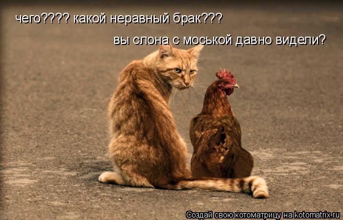 чего???? какой неравный брак??? вы слона с моськой давно видели?... Котоматрица: чего???? какой неравный брак??? вы слона с моськой давно видели?