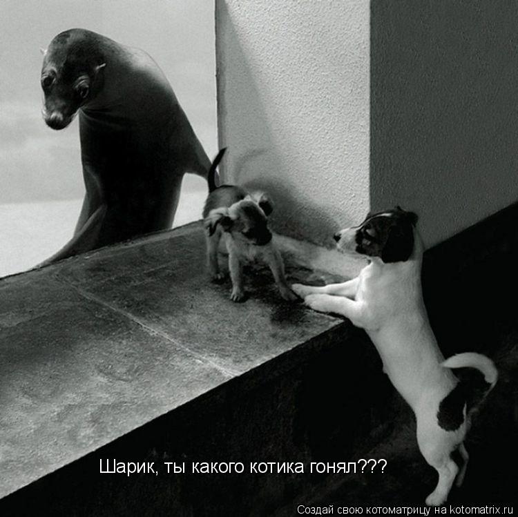 Шарик, ты какого котика гонял???... Котоматрица: Шарик, ты какого котика гонял???