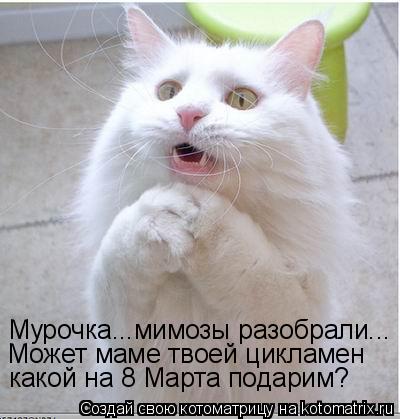 Котоматрица: Мурочка...мимозы разобрали... Может маме твоей цикламен какой на 8 Марта подарим?
