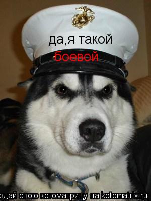 Котоматрица: да,я такой боевой