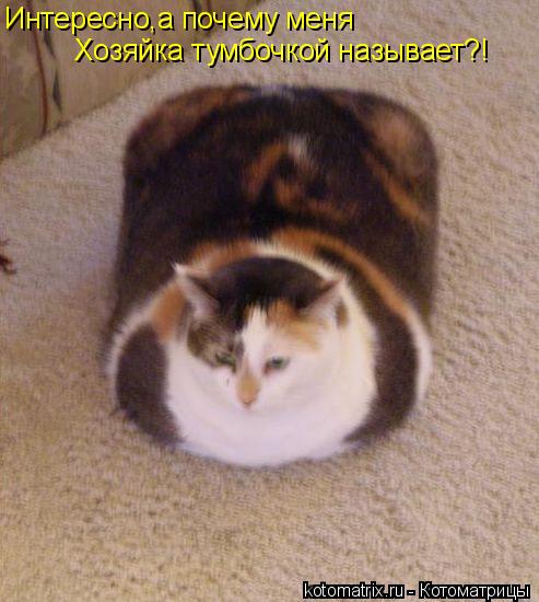 Котоматрица: Интересно,а почему меня Хозяйка тумбочкой называет?!