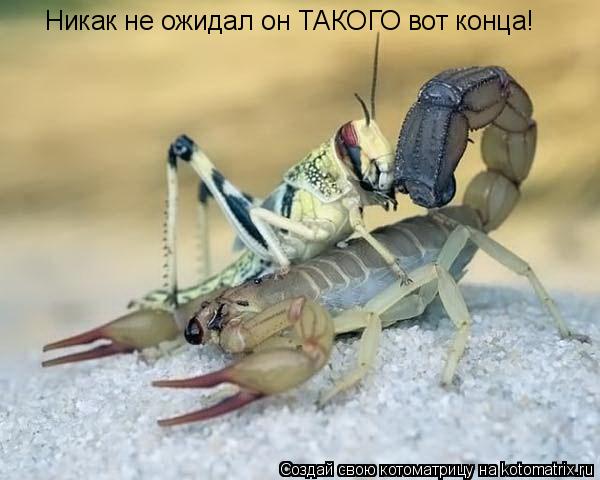 Котоматрица: Никак не ожидал он ТАКОГО вот конца!