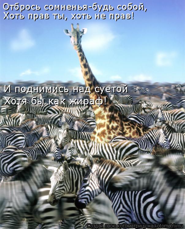 Котоматрица: Отбрось сомненья-будь собой, Хоть прав ты, хоть не прав! И поднимись над суетой Хотя бы как жираф!