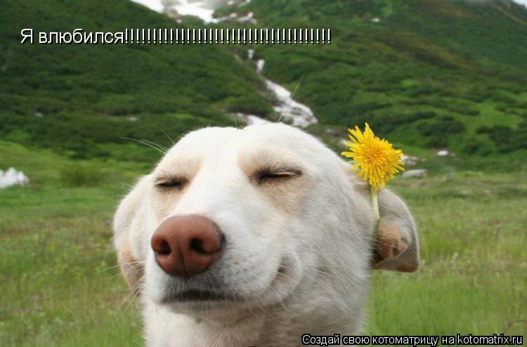 Котоматрица: Я влюбился!!!!!!!!!!!!!!!!!!!!!!!!!!!!!!!!!!!!!