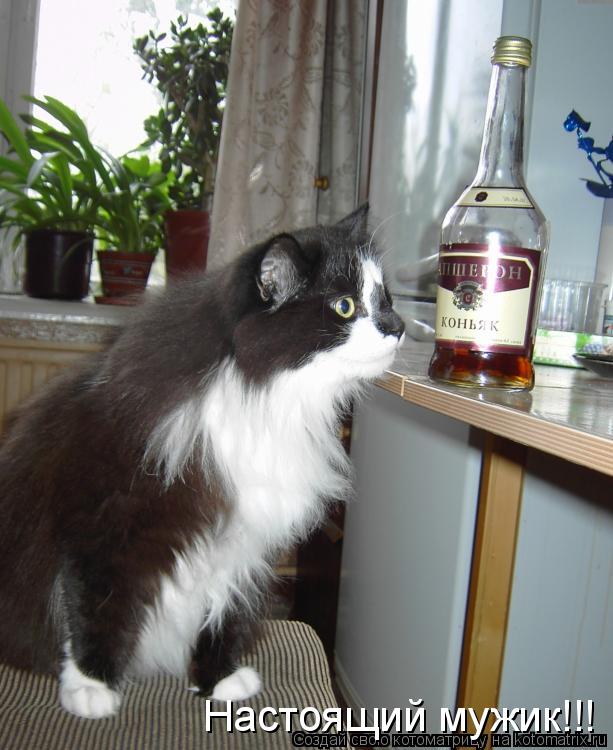Котоматрица: Настоящий мужик!!!