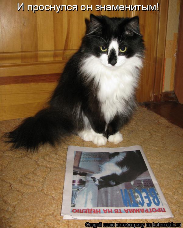 Котоматрица: И проснулся он знаменитым!