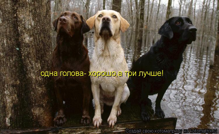 Котоматрица: одна голова- хорошо,а три лучше!