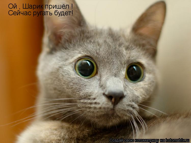 Котоматрица: Ой , Шарик пришёл !   Сейчас ругать будет!