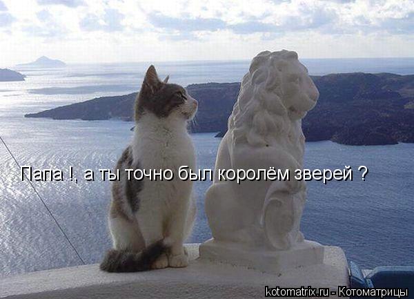 Котоматрица: Папа !, а ты точно был королём зверей ?