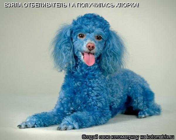 Котоматрица: ВЗЯЛА ОТБЕЛИВАТЕЛЬ ! А ПОЛУЧИЛАСЬ ХЛОРКА!