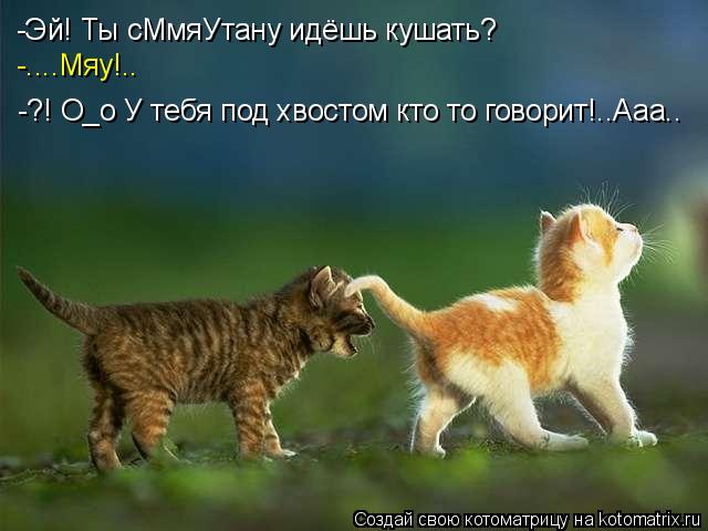 Котоматрица: -Эй! Ты сМмяУтану идёшь кушать? -....Мяу!.. -?! O_o У тебя под хвостом кто то говорит!..Ааа..