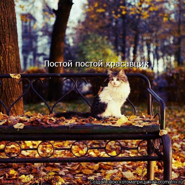 Котоматрица: Постой постой красавцик !