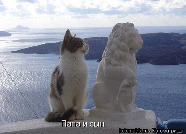 Котоматрица: Папа и сын