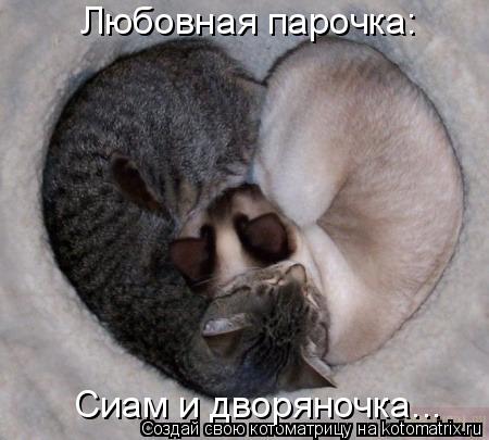 Любовная парочка: Сиам и дворяночка...... Котоматрица: Любовная парочка: Сиам и дворяночка...