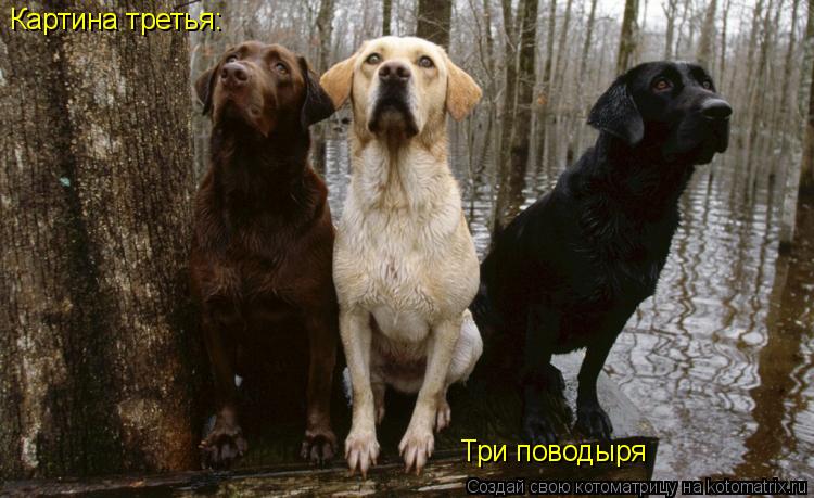 Котоматрица: Картина третья: Три поводыря