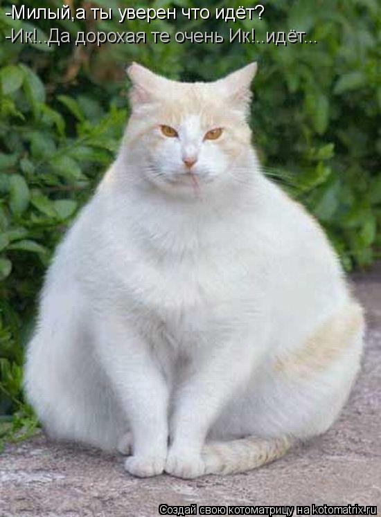Котоматрица: -Милый,а ты уверен что идёт? -Ик!..Да дорохая те очень Ик!..идёт...