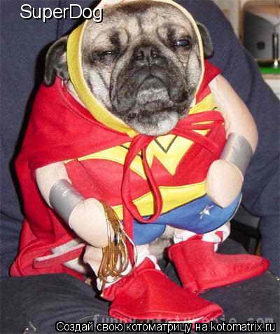 Котоматрица: SuperDog
