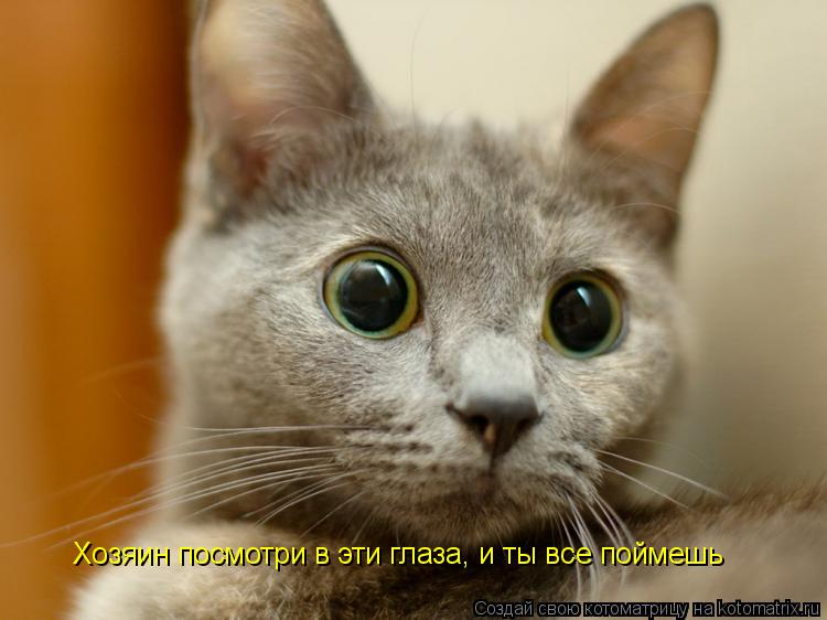 Хозяин посмотри в эти глаза, и ты все поймешь... Котоматрица: Хозяин посмотри в эти глаза, и ты все поймешь