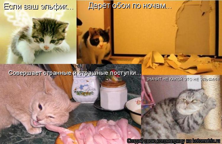 Котоматрица: Если ваш эльфик... Дерёт обои по ночам... Совершает странные и страшные поступки... ЗНАЧИТ НЕ КАКОЙ ЭТО НЕ ЭЛЬФИК!!!