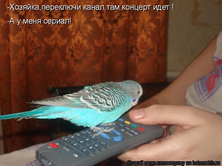 Котоматрица: -Хозяйка,переключи канал,там концерт идет ! -А у меня сериал!