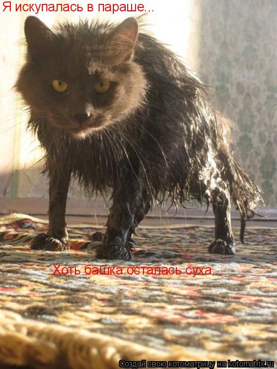 Котоматрица: Я искупалась в параше... Хоть башка осталась суха...