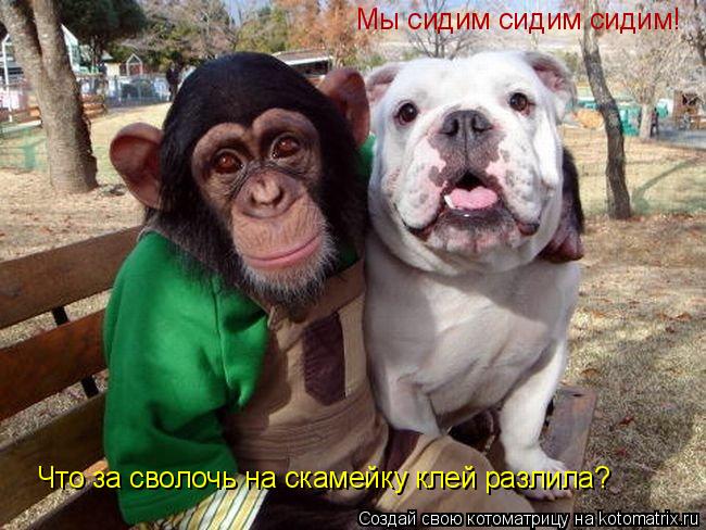 Котоматрица: Мы сидим сидим сидим! Что за сволочь на скамейку клей разлила?