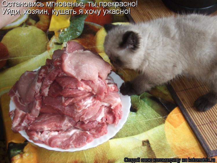 Котоматрица: Остановись мгновенье, ты прекрасно! Уйди, хозяин, кушать я хочу ужасно!