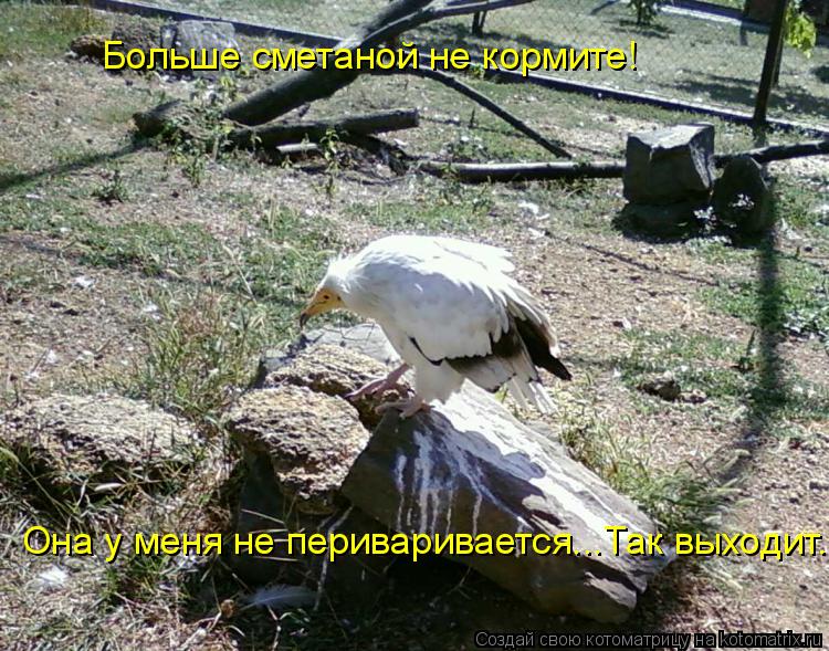 Котоматрица: Больше сметаной не кормите!  Она у меня не периваривается...Так выходит.