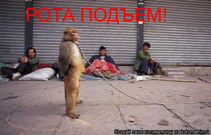 Котоматрица: РОТА ПОДЪЕМ!