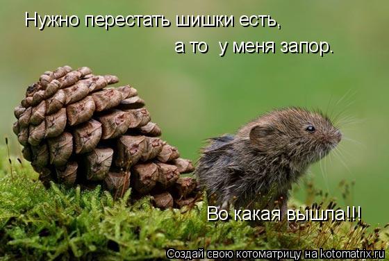 Котоматрица: Нужно перестать шишки есть, а то  у меня запор. Во какая вышла!!!