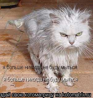 Котоматрица: я больше никогда не буду мыться я больше никогда не буду мыться