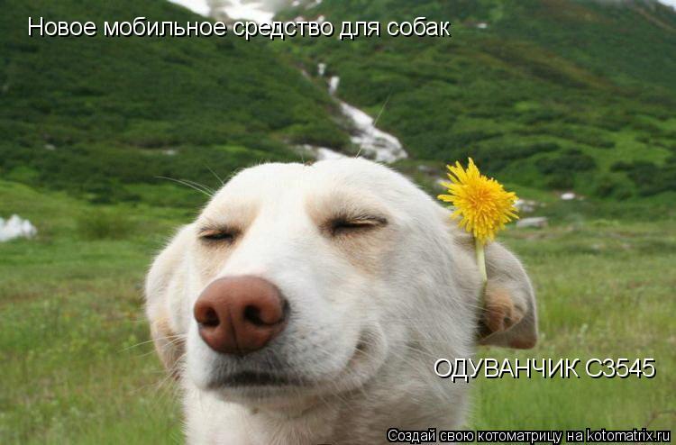 Котоматрица: Новое мобильное средство для собак ОДУВАНЧИК С3545