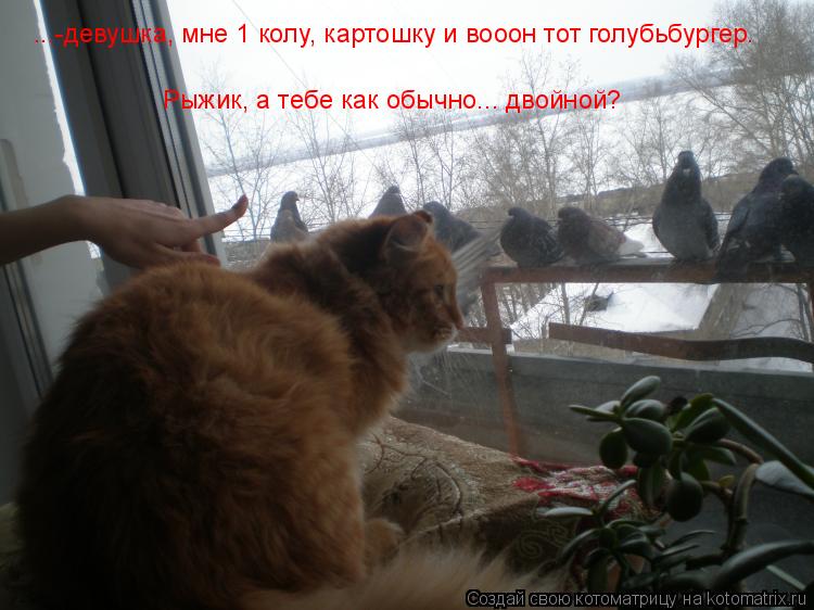 Котоматрица: ...-девушка, мне 1 колу, картошку и вооон тот голубьбургер. Рыжик, а тебе как обычно... двойной?