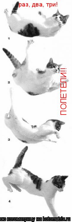 Котоматрица: раз, два, три! ПОЛЕТЕЛИ!!