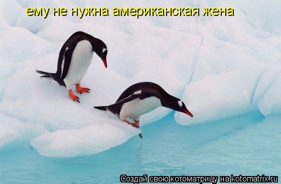 Котоматрица: ему не нужна американская жена