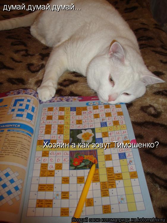 Котоматрица: думай,думай,думай... Хозяин а как зовут Тимошенко?